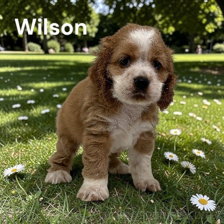 puppy, for, sale, Cocker Spaniel, Joe & Cherri  Overlease, dog, breeder, Miller, MO, dog-breeder, puppy-for-sale, forsale, nearby, find, puppyfind, locator, puppylocator, aca